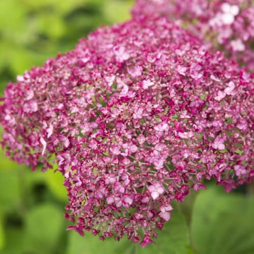 Hydrangea arborescens 'Sweet Annabelle' Silvery Pink Huge Flowerheads on Strong Stems Ideal for Borders and Containers, 1x 3 Litre Pot by Thompson and Morgan
