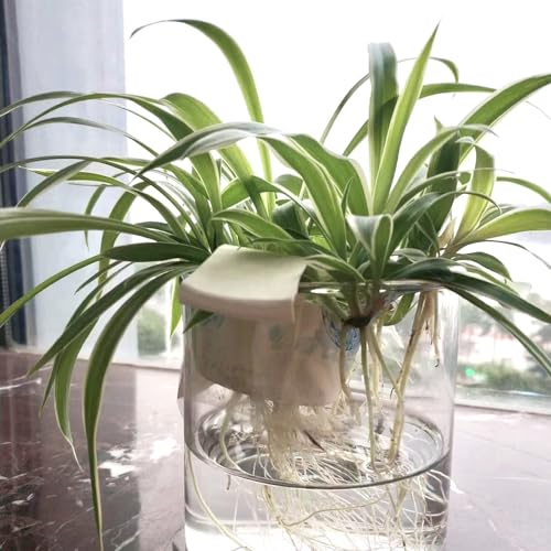 80 Pcs Grünlilie Samen, Grünlilien Kletterpflanzen Winterhart, Pflanzen Hängend, Seltene Pflanzen (Chlorophytum Comosum) Herbst Dekoration, Winterharte Pflanzen Für Garten Pflanzen