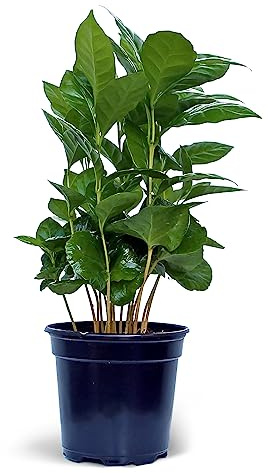 Live Coffee Plant, Coffea Arabica, Coffee Tree, Arabian Coffee, Fragrant Houseplant, Mother's Day Gift, Christmas Gift, Office Plant, Birthday Gift in 4 Pot