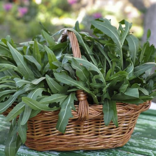 rucolasamen - deko wohnzimmer gartendeko draußen gemüsebeet bio bodendecker gemüsepflanzen kletterpflanzen indoor gewächshaus balkon seltene dekoration topfpflanzen exotische 150pcs