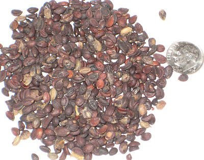 1000 Europäische Liguster-Bonsai-Samen Confezione Ligustrum Vulgare