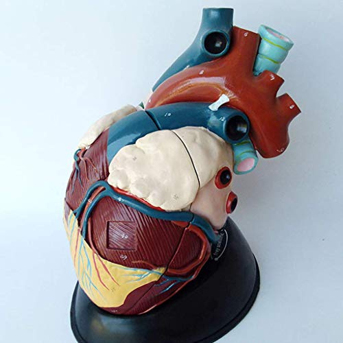 DYTAH Modello di Cuore Modello Anatomico Viscerale Umano Forniture Mediche Insegnamento Medical Educational Aid
