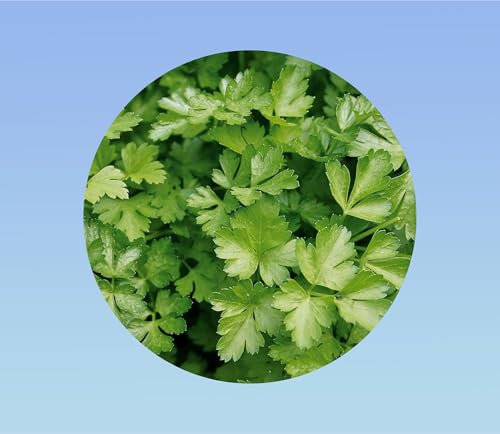 100 graines persil géant italie - petroselinum crispum - AROMATIQUE - comestible - cuisine - parsley