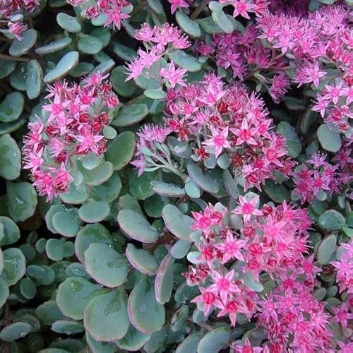 6 x Orpin cauticola 'Lidakense' - Sedum Cauticola 'Lidakense' - Godet 9x9 cm, Fleurs Rose Foncé, Résiste au Froid