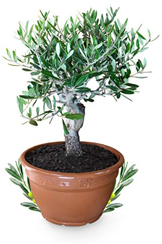 Meine Orangerie Olivenbaum Bonsai - echtes Olivenbäumchen - Olea Europaea - Olive Tree - altes Olivenstämmchen in der Schale - Bonsai Olive mit kurzem Stamm - Olivenbaum echt