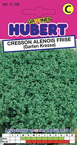 Graines de Cresson Alénois - 5 grammes