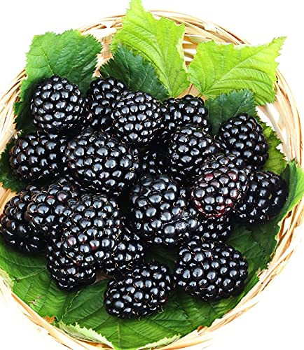 Brombeere `Theodor Reimers´, alte Brombeersorte, aromatisch, 60-100cm im Topf