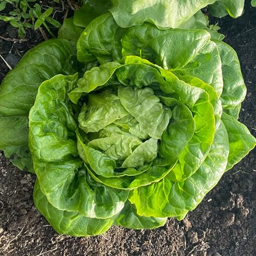 Winter Density Lettuce Seeds – 450 Seeds of Crisp Winter Hardy Lettuce – Suitable for Indoor & Outdoor Planting in Pots or Soil in Yard, Balcony or Garden – Packed in UK by Meldon Seeds