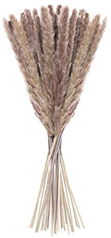 YIWOYI - Confezione di 15 bastoncini secchi per fiori naturali, pampa, fragmiti, comuni, piante per la decorazione moderna della casa, colore: marrone