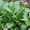 bio feldsalat samen winterhart gemüsebeet, gemüsesamen zimmerpflanzen samen mehrjährig garden Gemüsegarten Hochbeet feldsalatsamen herbstaussaat pflanzensamen, aussaat Gewächshaus 100pcs