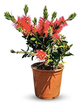 Sunnytree - Abat-jour - Callistemon Citrinus - Forme d'arbuste - Plante à feuillage persistant - 75 centimètres - A+