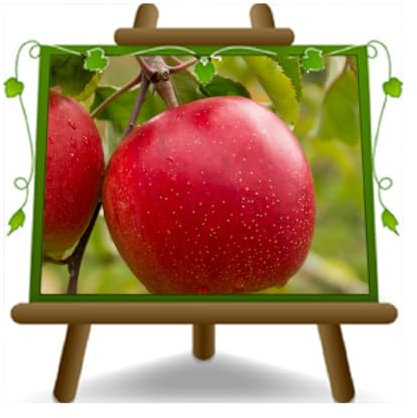 EURO PLANTS VIVAI Melo Red Delicius o Delicious Pianta da Frutto Antico su Vaso 22/24 cm Altezza 150-170 cm Età 4 Anni