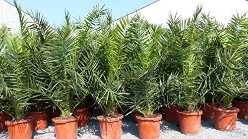 gruenwaren jakubik 4 Stück Palme XXL 190-230 cm Phoenix canariensis, kanarische Dattelpalme,