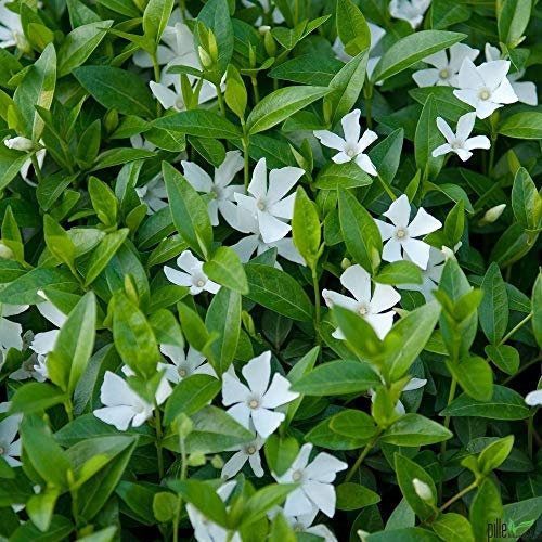 Vinca minor alba immergrüner Bodendecker winterhart 5-7 Triebe pro Topf weiß (30 Stück)