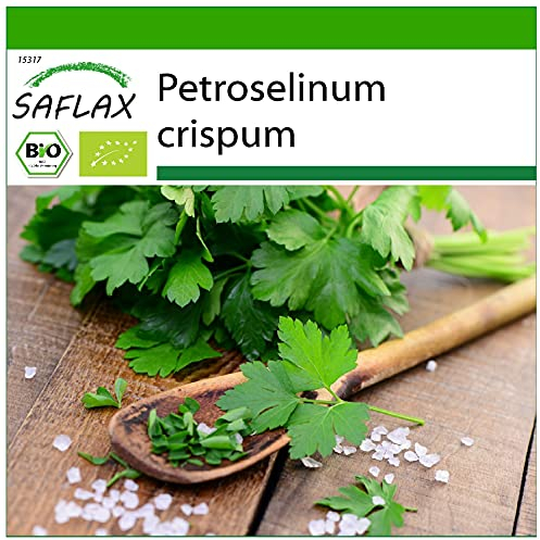 SAFLAX - BIO - Persil plat - 600 graines - Petroselinum crispum