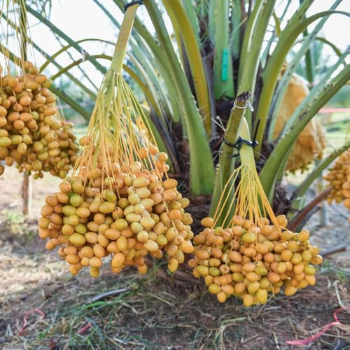 Semi di d'appartamento di palma da datteri, palma da datteri in crescita, resistenti all'inverno per balconi, 60pcs