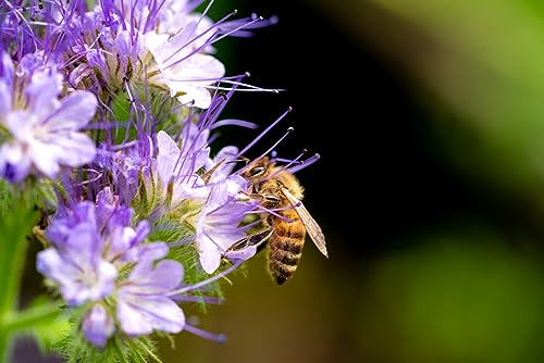 5000 Phacelia Samen Bienen Wiesen Blume Phacelia tanacetifolia Wildblume Dünger