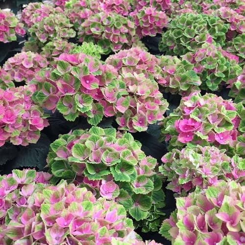 Vivai le Georgiche - Pianta vera di Hydrangea macrophylla Magical Amethyst Hydrangea macrophylla 'Hokomathyst' Ortensia 'Magical Amethyst' - vaso Ø 15 cm
