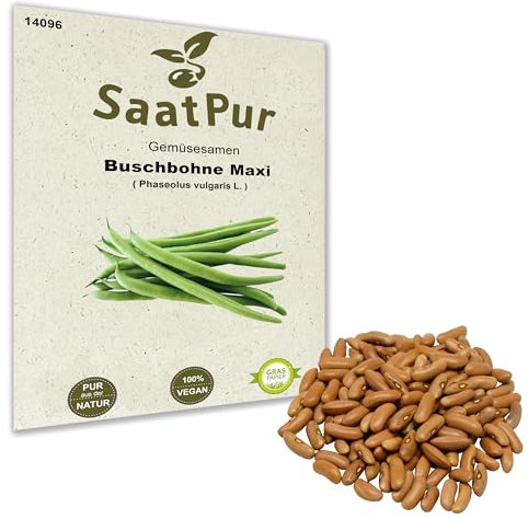 Buschbohne Maxi Saatgut 50 g – Phaseolus vulgaris | Fadenfreie grüne Bohnen | Hoher Ertrag, leichter Ernte | Gemüse-Saatgut für Freiland, Aussaat Mai bis Juli