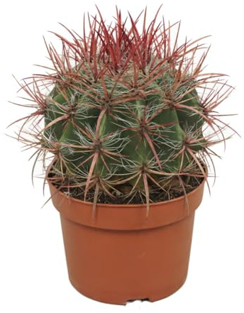Roter Teufelszungen-Kaktus - Ferocactus stainesii - Pflegeleichte Zimmerpflanze - 12cm Topf