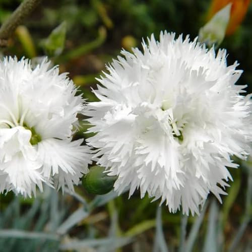 6 x Œillet mignardise 'Haytor White' - Dianthus Plumarius 'Haytor White' - Godet 9x9cm - Fleurs blanches, tapis vert, massifs