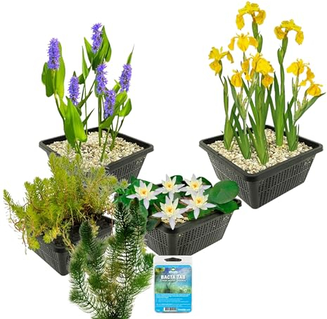 vdvelde.com - Wasserpflanzen Paket Weiß - 19er Set Wasserpflanzen, Winterhart - Für Kleine Teich 100-500 liter Wasser - Inklusive Teichkörbe, Teichpflanzenerde und Dünger