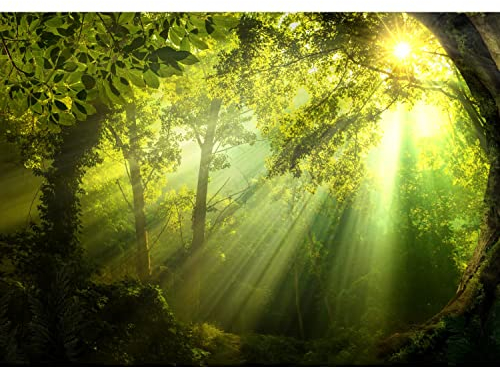 Runa Art Fototapete Wald Sonne Modern Vlies Wohnzimmer Schlafzimmer - Made in Germany - 308 x 220 cm Grün 9102010a
