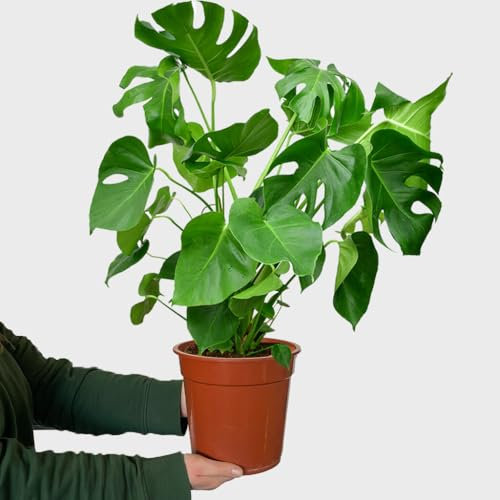 Monstera Deliciosa Fensterblatt – pflegeleichte luftreinigende Zimmerpflanze – Höhe 70–80 cm – Topf 19–21 cm – große Monstera Deliciosa für Wohnzimmer und Büro – frisch aus der Gärtnerei – Green Me Up