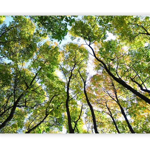 murando Fotomurales autoadhesivo Bosque 393x309 cm Papel Pintado Decoración de Pared Murales Pegatina decorativos adhesivos 3d moderna de Diseño Fotográfico 100403-249