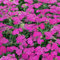 Achillea New Vintage Violet Kompakte Staude, lang blühend, im Topf für den Garten