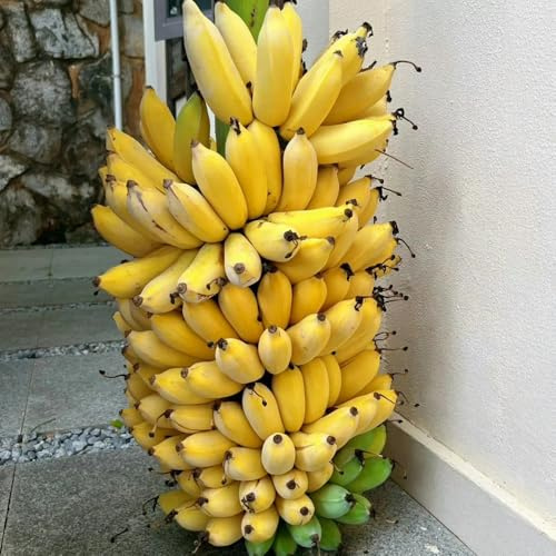 bananenbaum - deko indoor garten seltene winterharte exotische 30samen