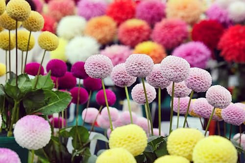 60/Seeds Dahlia Pinnata Pompon Seeds – Double Flowered Mix for Bright, Colorful Garden & Vase Displays
