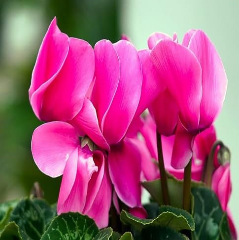 100 graines de fleurs de cyclamen fraîches et neuves