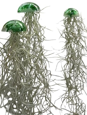 Set di 3 Meduse con Piante Aeree Tillandsia – Vetro e Resina Verde – Decorazione Moderna per la Casa – Senza Terra – Idea Regalo Originale – Trendyairplants