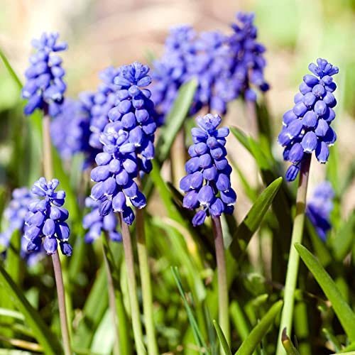 Lot de 10 Bulbes de Jacinthes à grappes - Muscari armeniacum calibre 6/7 - La Main Verte