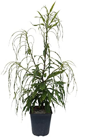 Esskastanie `Asplenifolia´, Castanea sativa, 100-120cm im 5 Liter Topf