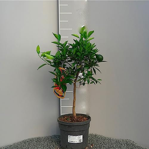SAVINI VIVAI Mandarinenpflanze, Zitrusbaum Cleopatra Tachibana Mandarine im 20 cm Topf, Höhe 70 cm, 2-3 Jahre Veredelung, hergestellt in Italien