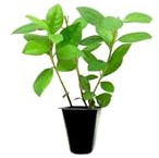 Red Formosa Azalea | 10 Live Plants | Rhododendron Formosa Seedlings | Vibrant Spring Blooms | Ideal for Landscaping & Garden | Hardy & Easy to Grow | Perfect for Outdoor Planting