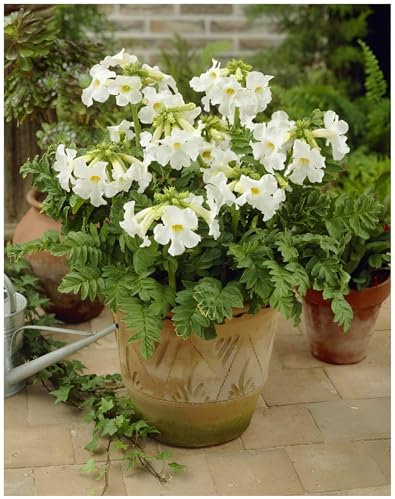 5 x Incarvillea delavayi 'Alba' (Staude/Winterhart/Mehrjährig) Weiße Freilandgloxinie/Trompetenblume - Zarte Schönheit mit starker Seele - Maulwurfschreck - von Stauden Gänge