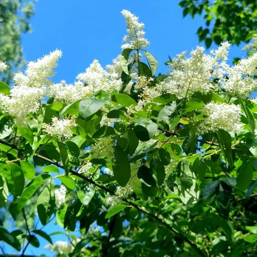 semillas de aligustre, balcón jardín resistentes perennes, Variedades antiguas decoración 200pcs