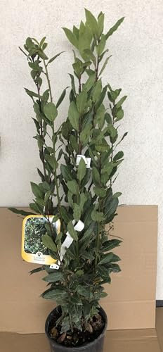 Laurus nobilis - Laurier, Laurier Noble, Laurier Sauce 25-30 cm en pot