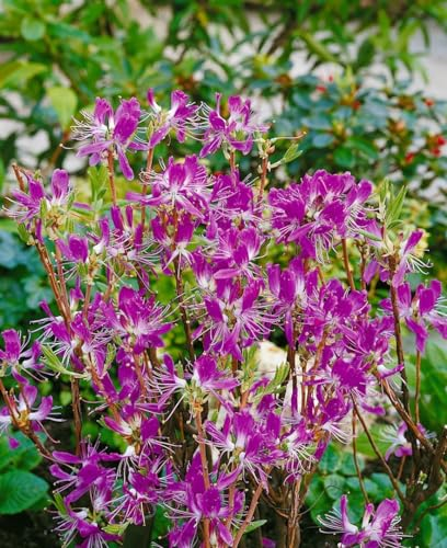 Rhododendron canadense 50-60 cm - Kanadischer Rhododendron, rosa Blüten, Blütezeit April-Mai, ideal für schattige Standorte, winterhart und pflegeleicht