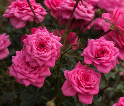 Dehner Zwergrose Sugar Baby®, Züchter Tantau, gefüllte nicht duftende rosa Blüten, 15-30 cm exkl. Pflanztopf, Topfware