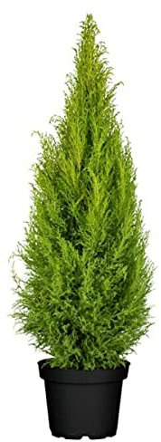 Verdecora Cipres Cupressus Macrocarpa Wilma| Ciprés de Monterrey, Ciprés de Limón | Planta natural de exterior con olor a limón (Maceta 5 Litros) (Altura total aproximada 45-50cm)