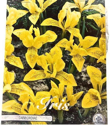 Blumenzwiebeln in Geschenkverpackung - Zwiebeln, Knollen verschiedener winterharter Pflanzen für Garten und Balkon - bunt (30 Zwiebeln Iris-Danfordiae)