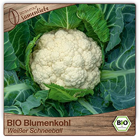 Samenliebe BIO Blumenkohl Samen alte Sorte Weißer Schneeball Winterblumenkohl weiß 200 Samen samenfestes Gemüse Saatgut für Gewächshaus Freiland und Balkon BIO Gemüsesamen