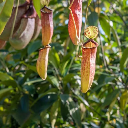 semi di nepenthes - decorazione appartamento carnivora giardino perenni resistenti 10pcs