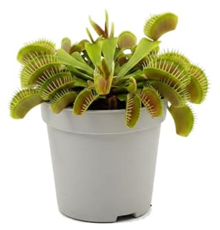 Dionaea Muscipula Planta Carnívora para Interior Maceta 8 cm Altura 10 cm DECOALIVE Planta Carnívora para Decoración Botánica