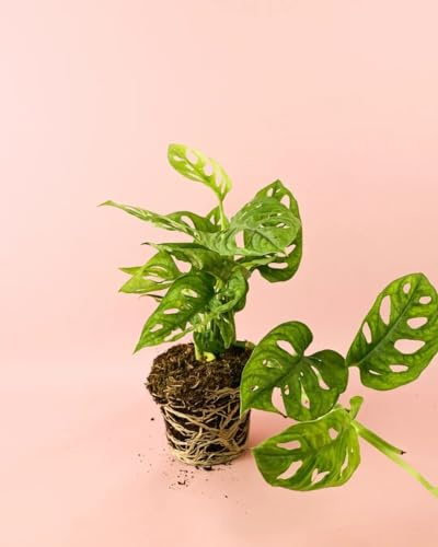 PUR PLANT Monstera adansonii | Planta natural de interior | Maceta de Ø12 cm | Monkey Leaf purificadora y fácil de cuidar