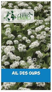 200 graines d'ail des ours - allium ursinum plante vivace comestible pour sous-bois et jardin